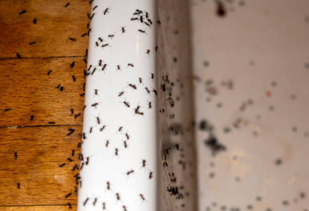 Best Ant Control Services  in Deltana, AK